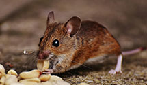 24 Hour & Emergency Exterminators in Chadwicks, NY